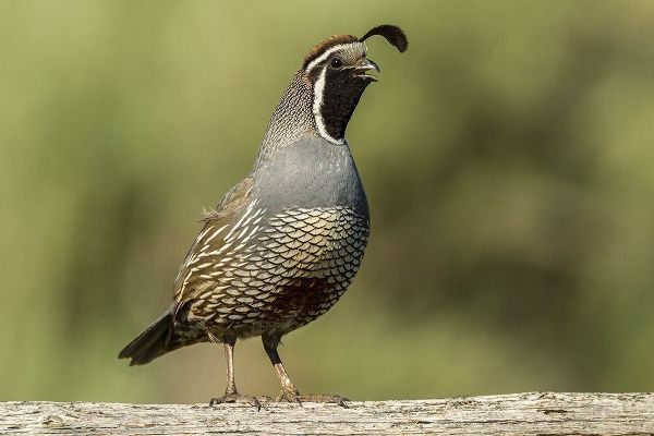 Oregon-Harney County-California quail